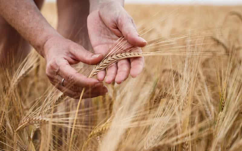Tecnologia para reduzir desperdícios e reforçar a segurança alimentar