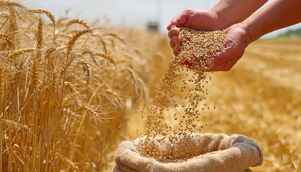 Seedsight desenvolve solução inovadora para análise de cereais em tempo real